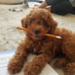 Meet your Posher, Daniel